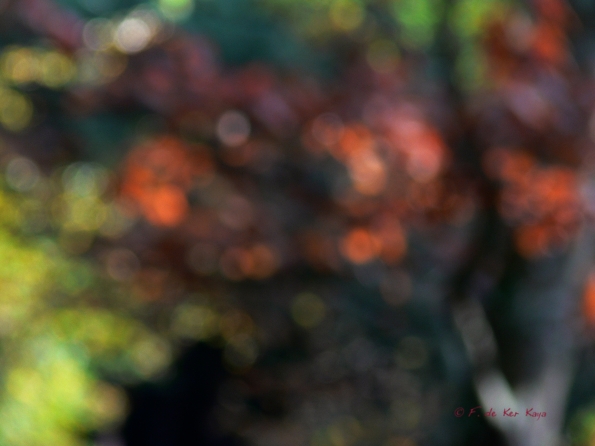 Bois des moutiers fall 2012 (72)